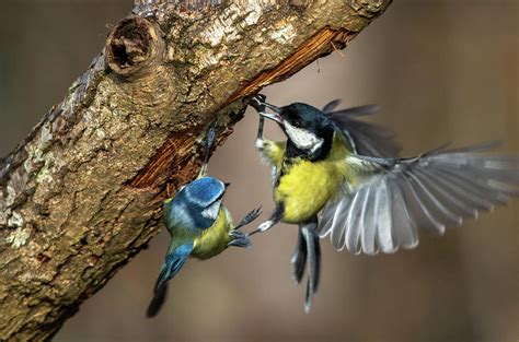 tit fighting|tit